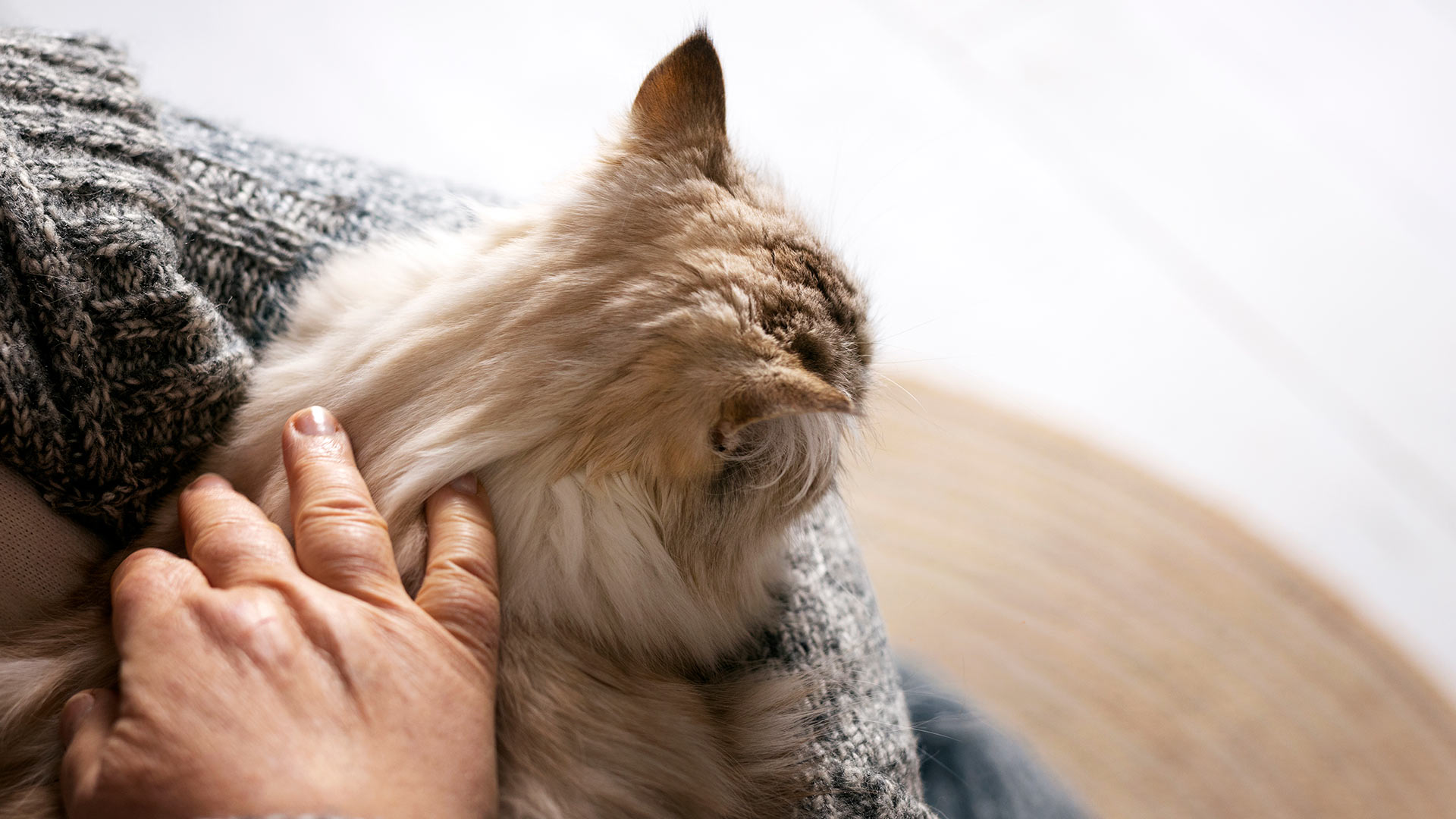 back-view-of-senior-cat-in-womans-arms-1920x1080-1 back view of a senior cat in a woman's arms