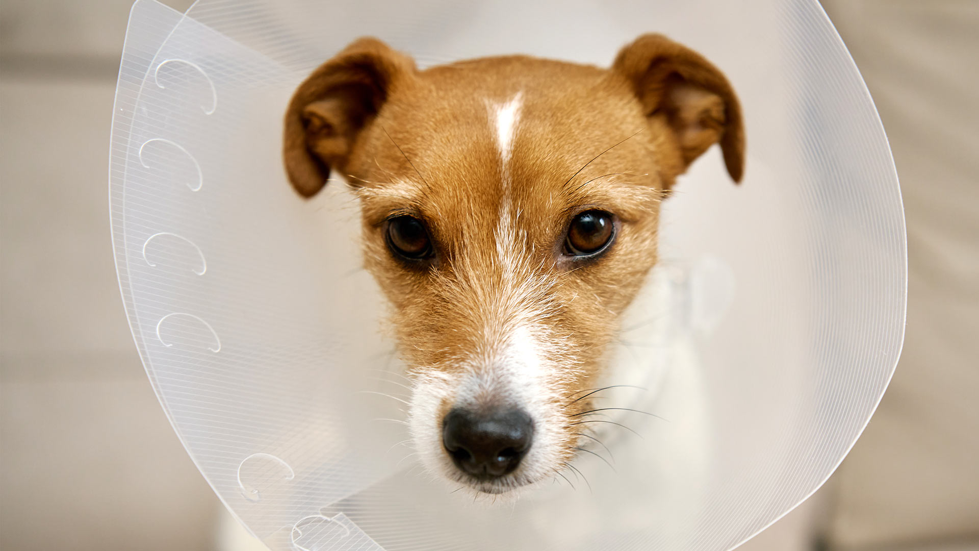 brown-white-wirehaired-dog-wearing-protective-cone-1920x1080-1b brown and white wirehaired dog wearing a protective collar after surgery