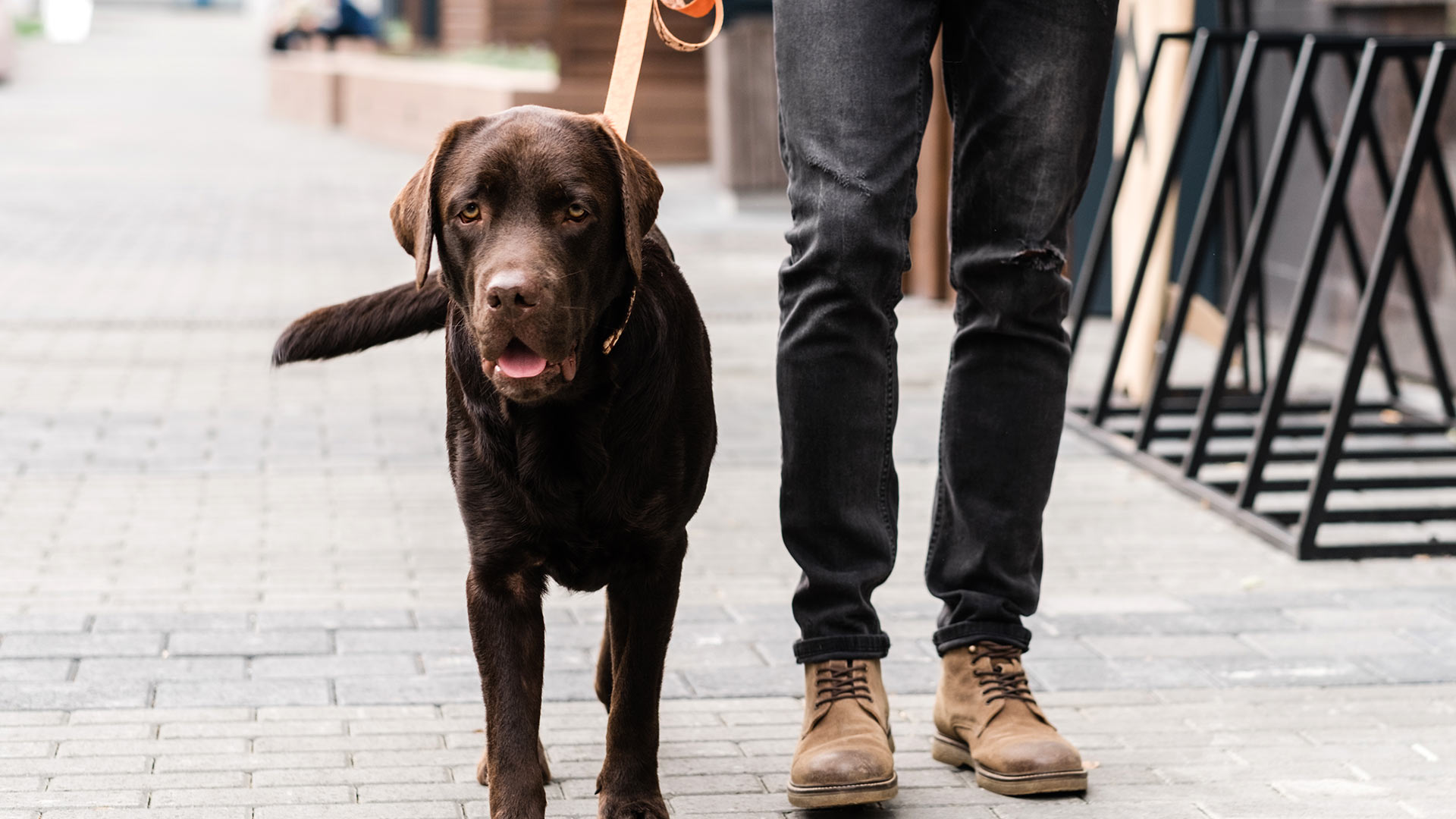chocolate-labrador-dog-on-a-walk-in-urban-setting-1920x1080-1 chocolate labrador dog on a walk in an urban setting