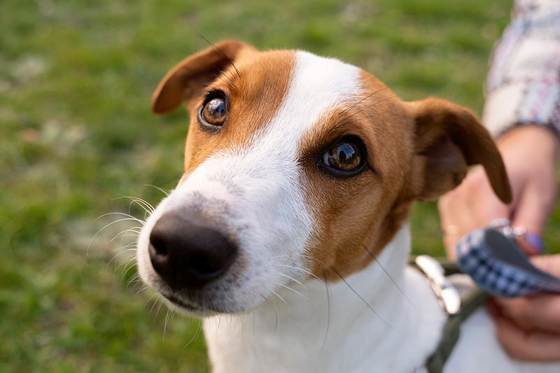 closeup of a young brown and white shorthaired dog on a leash at the park