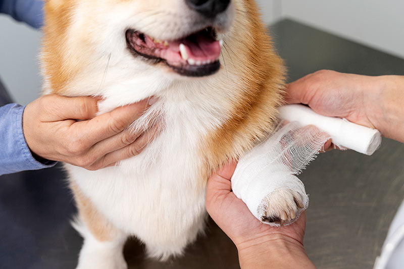 closeup of a corgi dog's paw being bandaged up