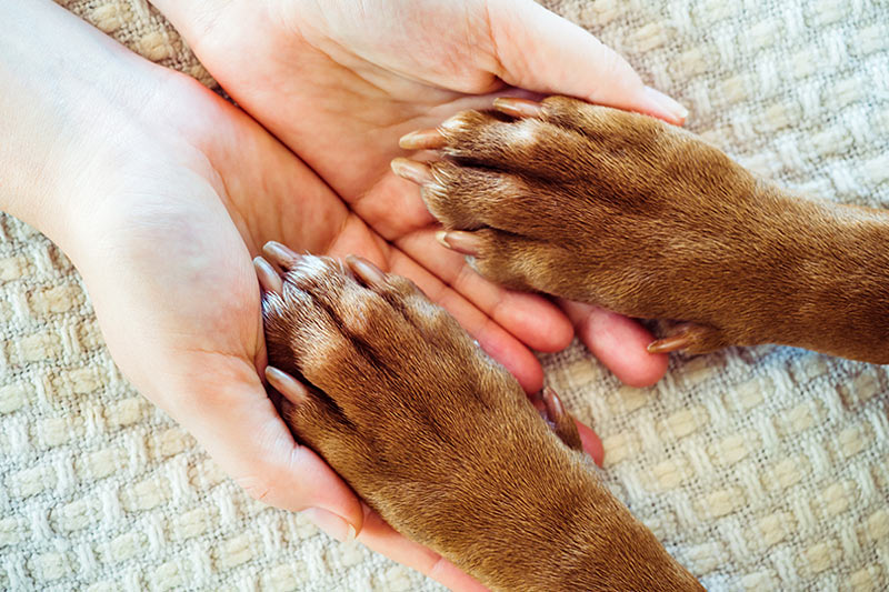 closeup of hands gently holding a dog's paws