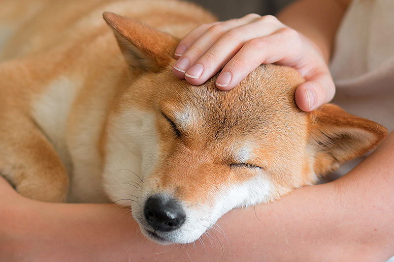 closeup of a shiba inu dog sleeping on someone's lap