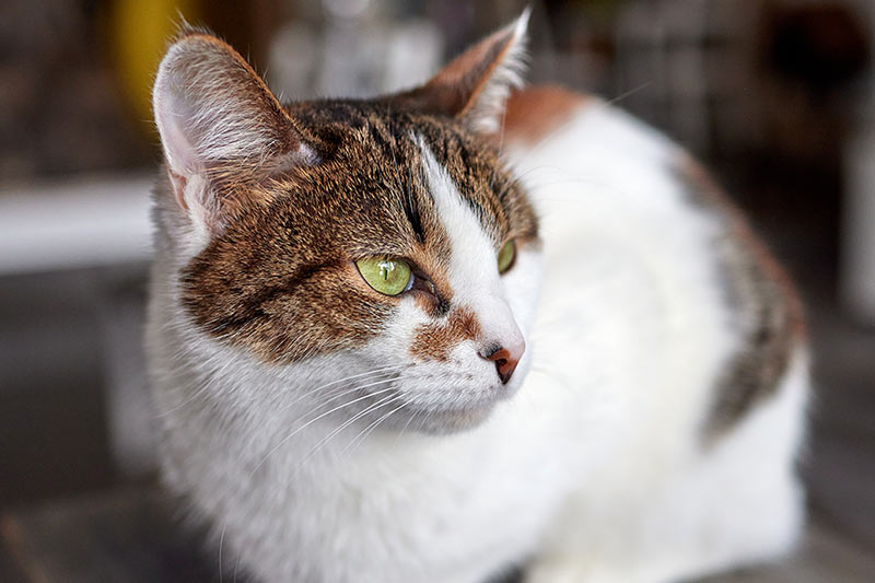 closeup of a shorthaired cat perched on a table