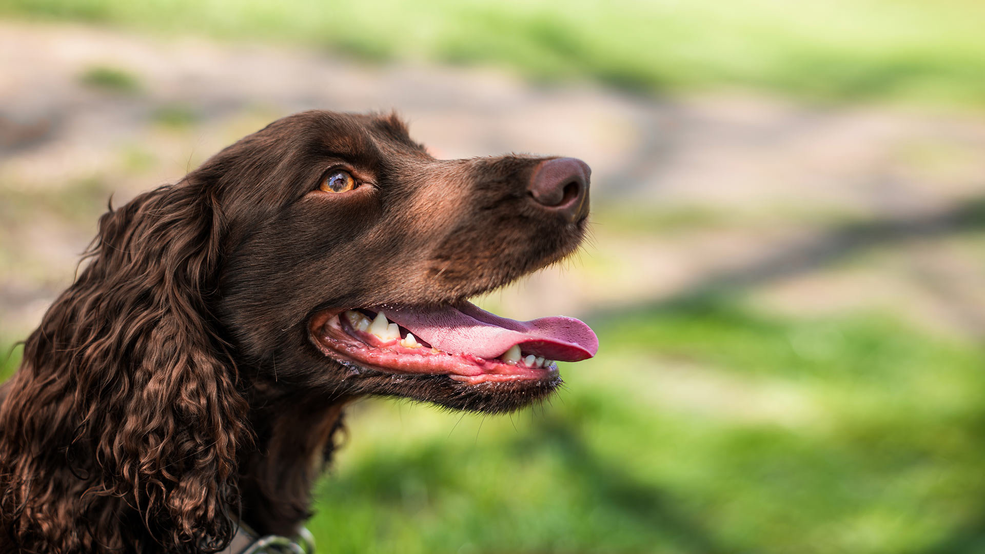 german spaniel dog panting with healthy teeth showing in an outdoor setting