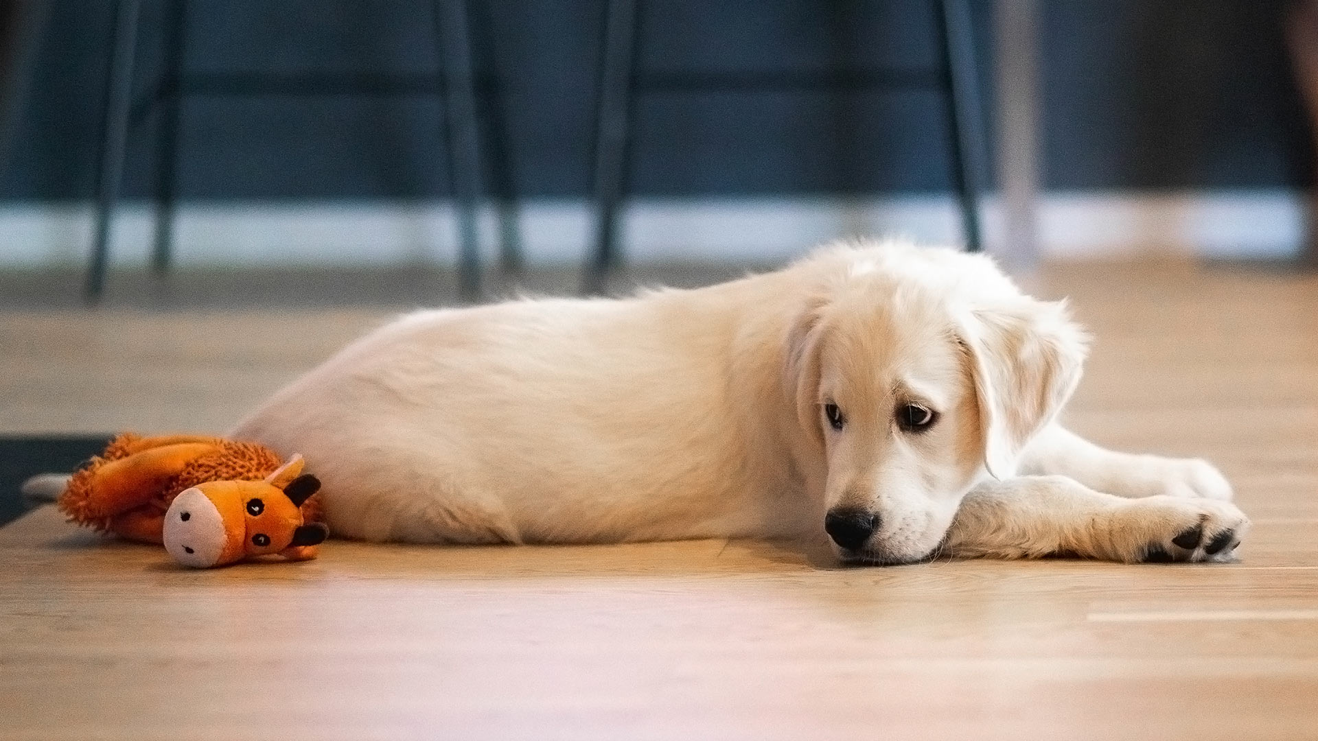 golden-retriever-puppy-resting-with-toy-on-floor-1920x1080-1 golden retriever puppy resting with a small plush toy on the floor