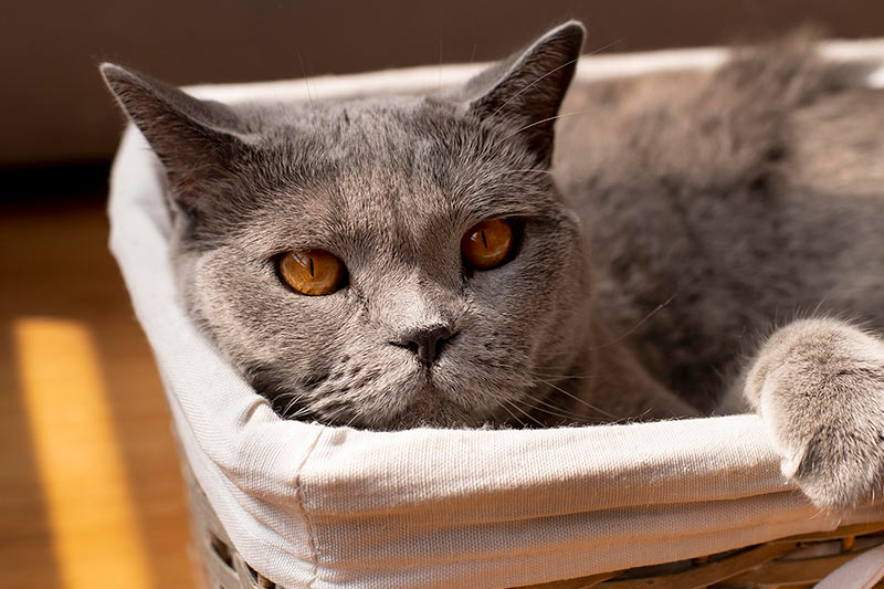 gray senior cat in a basket