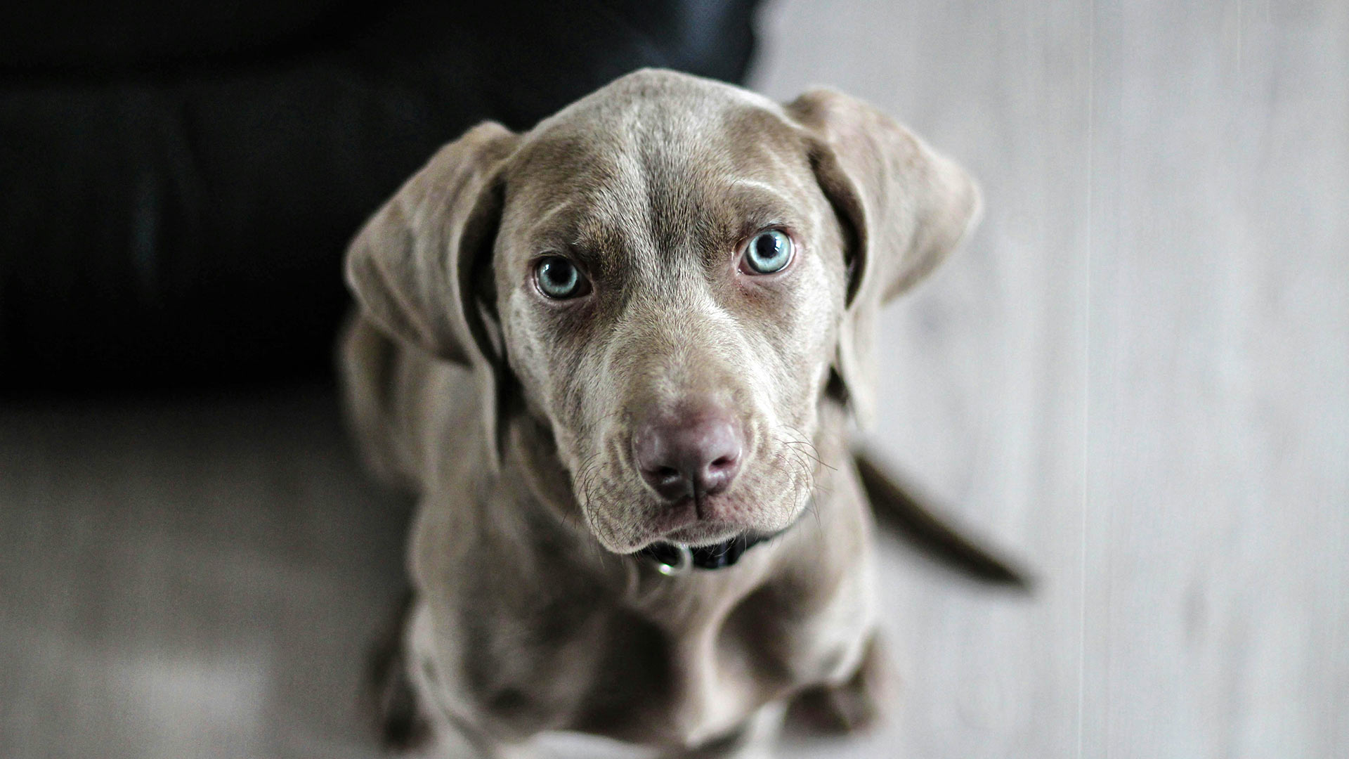 grey weimaraner puppy looking up at the camera lovingly