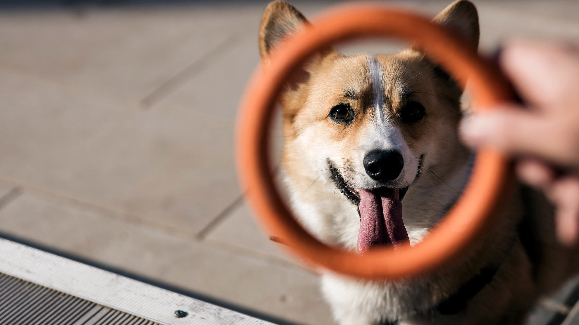happy-corgi-dog-waiting-for-orange-ring-to-be-tossed-1920x1080-1 happy corgi dog waiting for an orange ring to be tossed