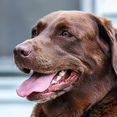 happy senior chocolate labrador dog panting outdoors