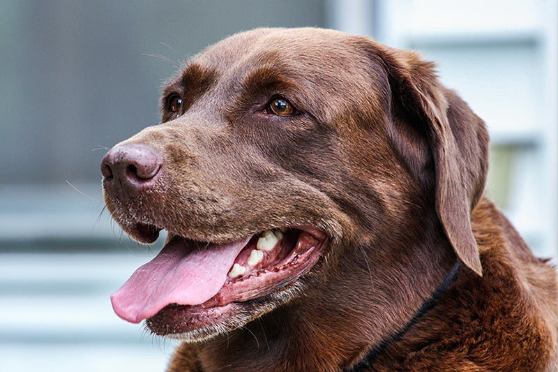 happy senior chocolate labrador dog panting outdoors