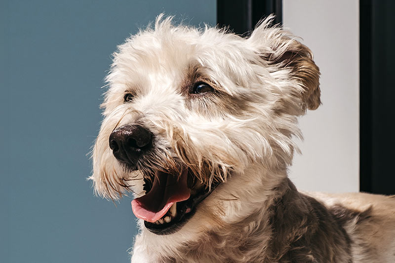 happy senior dog in front of a muted blue wall
