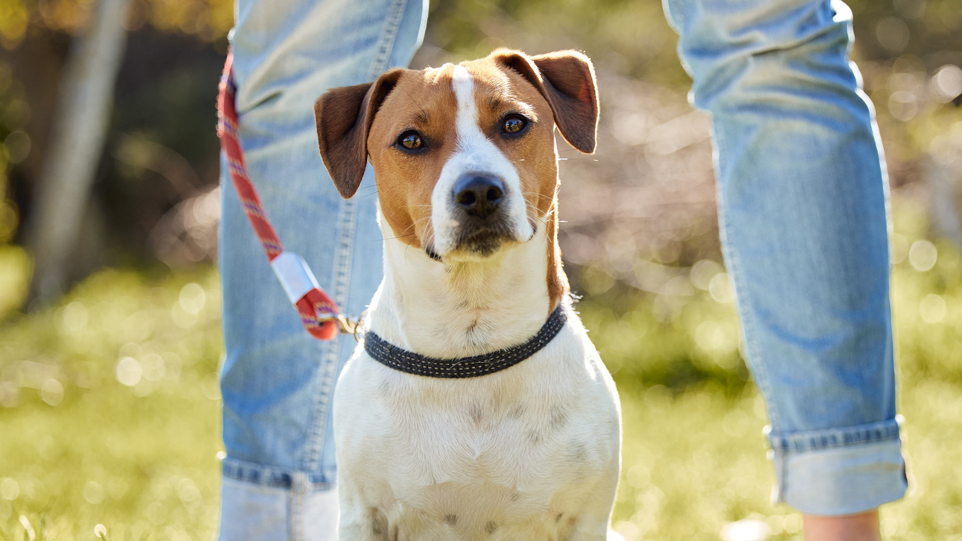 jack russell terrier dog standing with their owner at the park