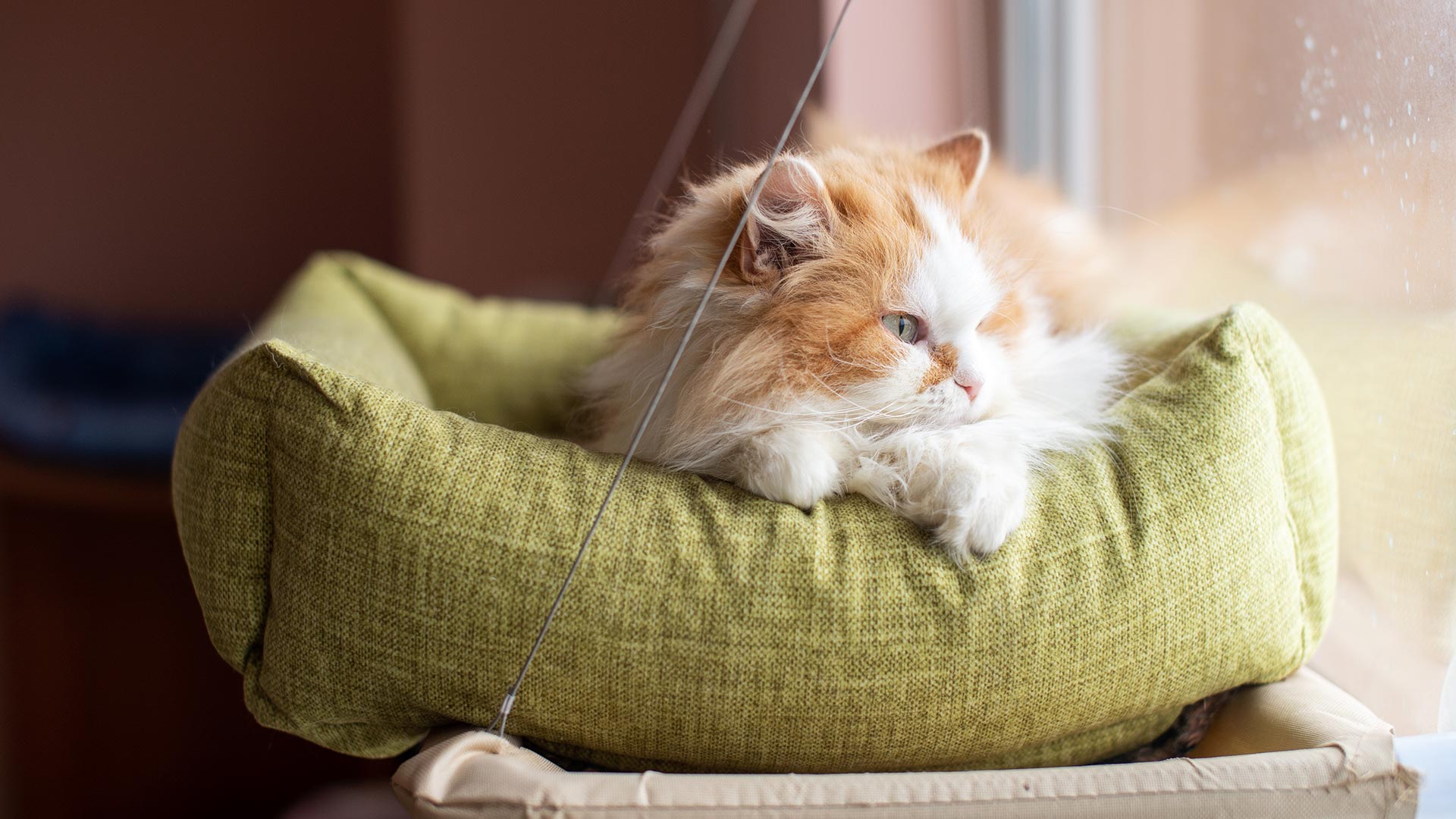 long-haired-cat-resting-in-cozy-green-pet-bed-by-window-1920x1080-1 long-haired orange and white cat resting in a cozy green pet bed by the window