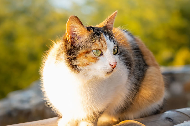 multicolored cat perched on a structure outdoors