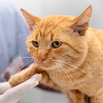 orange cat being examined by a vet