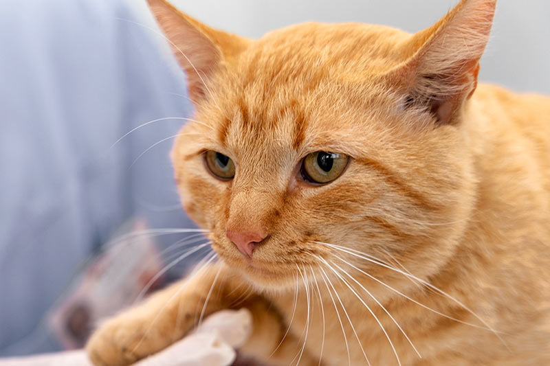 orange cat being examined by a vet