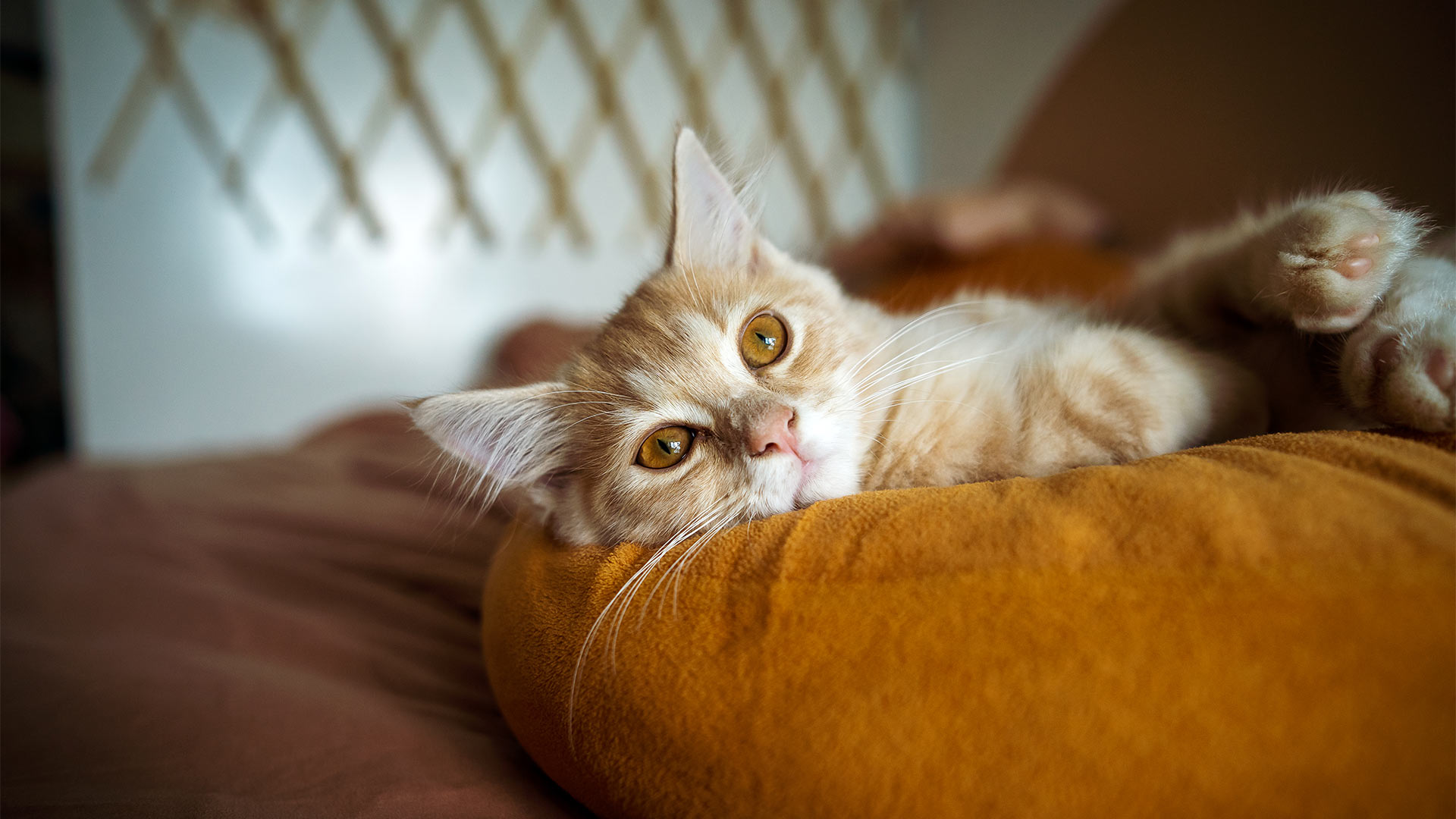 orange-kitten-relaxing-on-brown-sofa-cushion-1920x1080-1 orange kitten relaxing on a brown sofa cushion