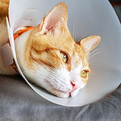 orange and white cat lying down and wearing a protective cone after surgery