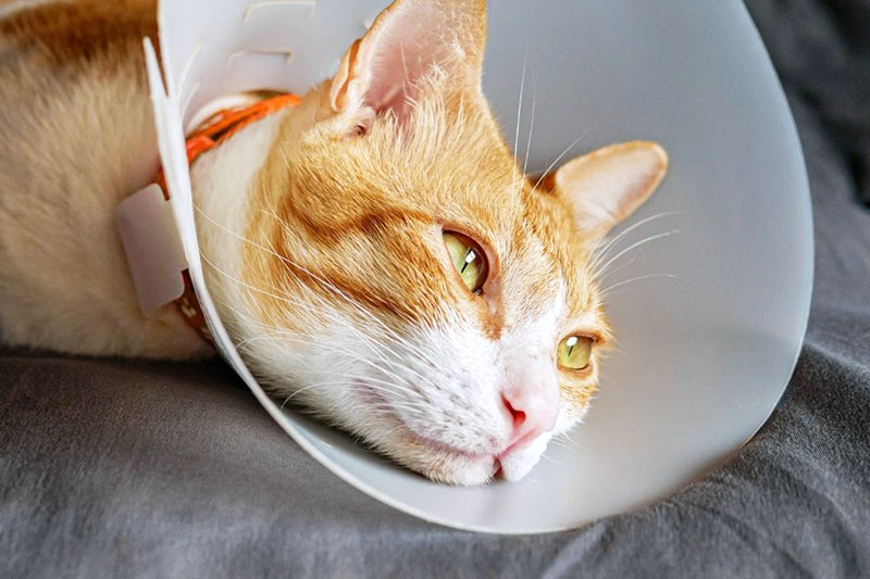 orange and white cat lying down and wearing a protective cone after surgery