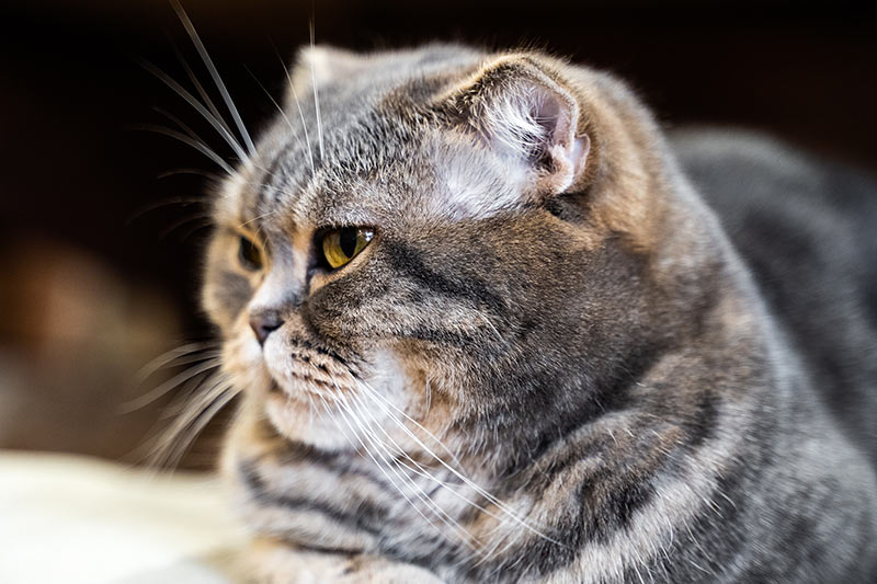 senior gray scottish fold cat relaxing on a blanket