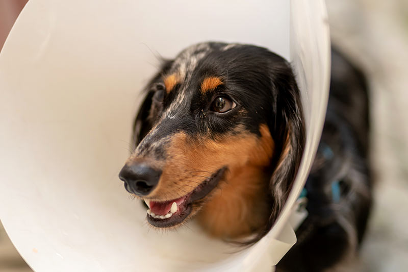 spotted dachshund dog wearing a protective collar after surgery