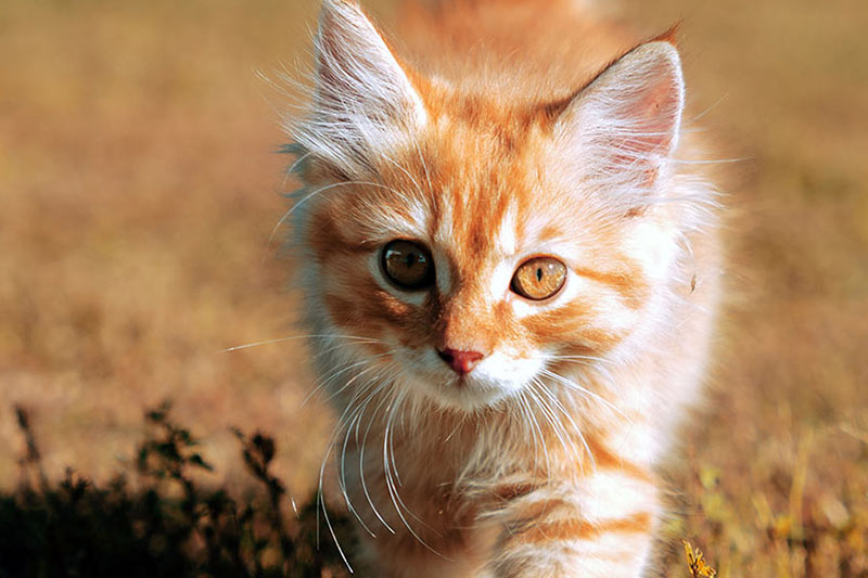 striped orange kitten walking in grass