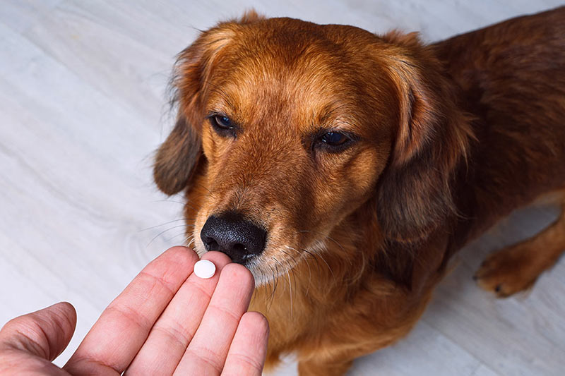 closeup of a dog being given medication in the form of a tablet